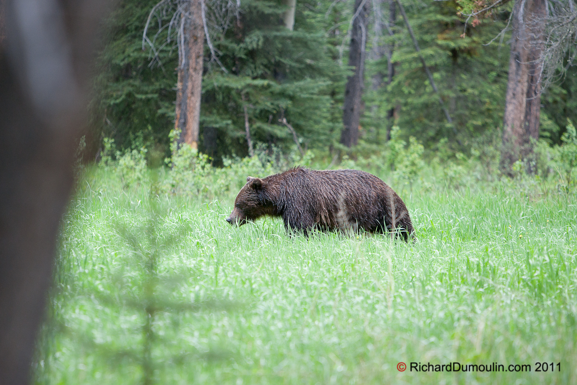 GRIZZLY BEAR